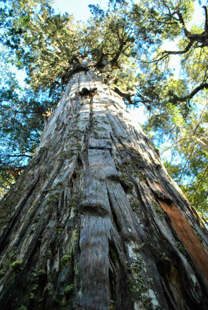 istock Detailed photograph from the ancient and old forest giants, the Alerce tree 651324286