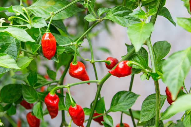 petit arbre de piment - chili pepper photos et images de collection