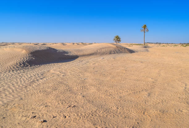 istock Road across Sahara desert 651324538