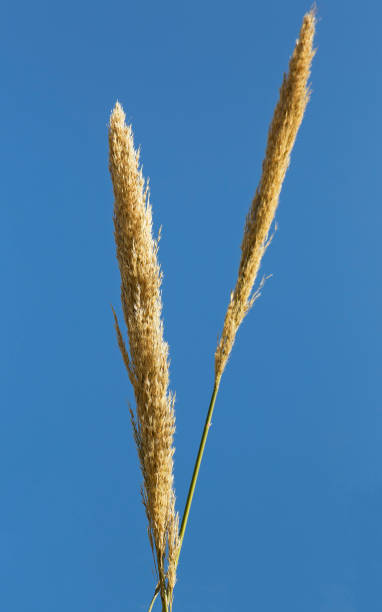 istock spikelets with plant close-up 651327920