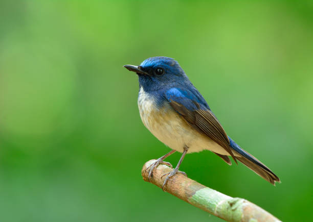 istock Hainan Blue Flycatcher, beautiful blue bird in nature 651330712