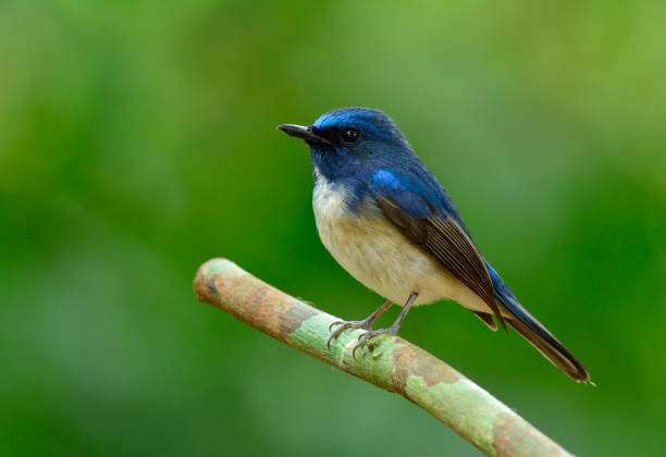 istock Hainan Blue Flycatcher, beautiful blue bird in nature 651330716