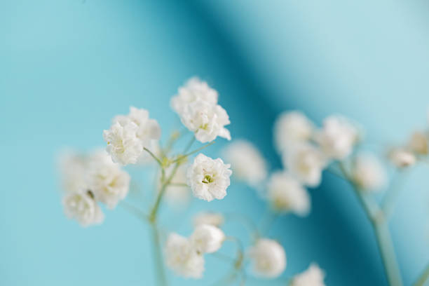 istock White little flowers gypsophila on blue background 651332222