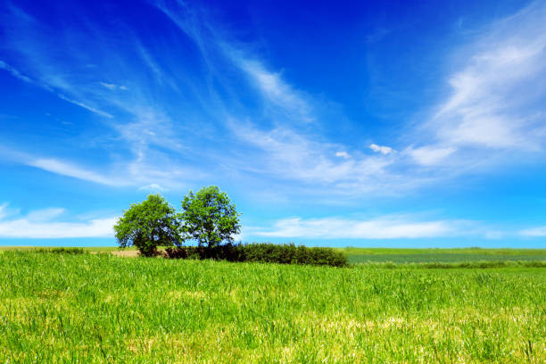 istock Summer landscape with field and trees 651337650