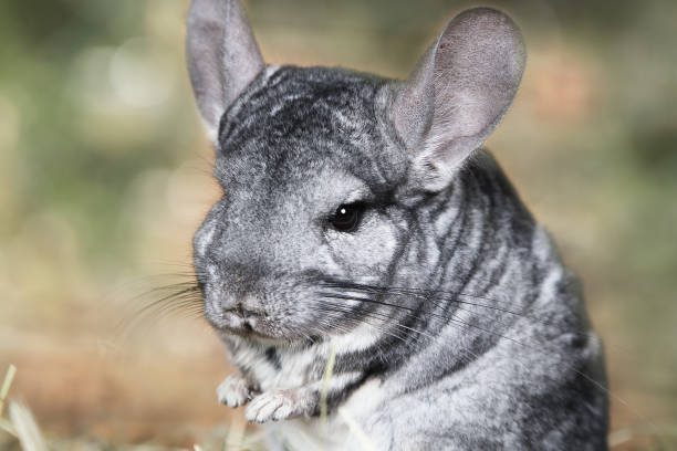 istock Portrait of gray chinchilla 651338196