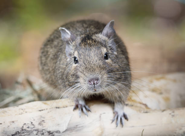 istock Portrait of a small degu 651338272