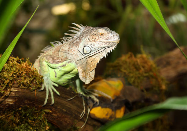 Green iguana, invasive species in southern Florida, on a tree branch, J.N. \