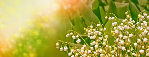 istock flowers lily of the valley 651341978