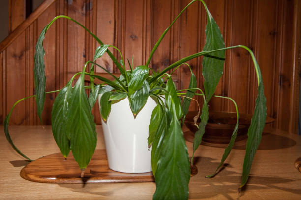 Dehydrated house plant with drooping leaves Dehydrated Peace Lily (Spathiphyllum) house plant with drooping flaccid leaves. Wilting and in need of water. peace lily photos stock pictures, royalty-free photos & images
