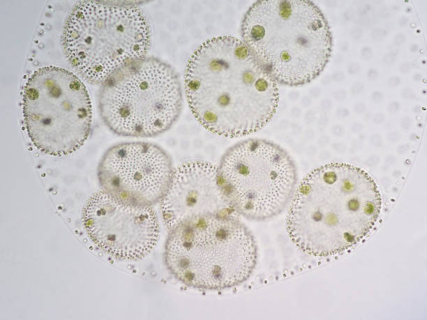 Volvox is a polyphyletic genus of chlorophyte green algae or phytoplankton.