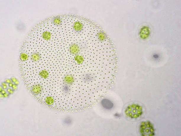 istock Volvox is a polyphyletic genus of chlorophyte green algae 651347540