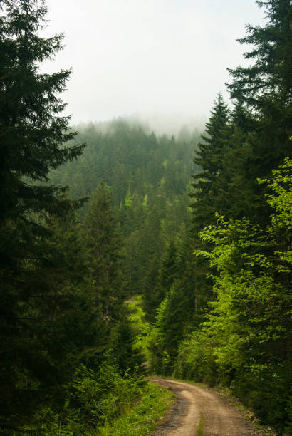 istock Treelined dirt road 651348770