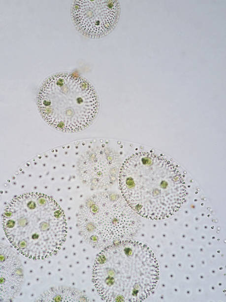 istock Volvox is a polyphyletic genus of chlorophyte green algae or phytoplankton. 651348792
