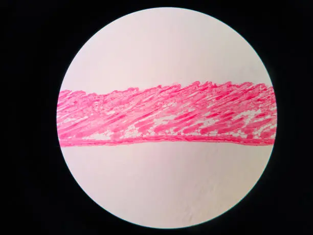 Photo of Cross section human skin tissue under microscope view