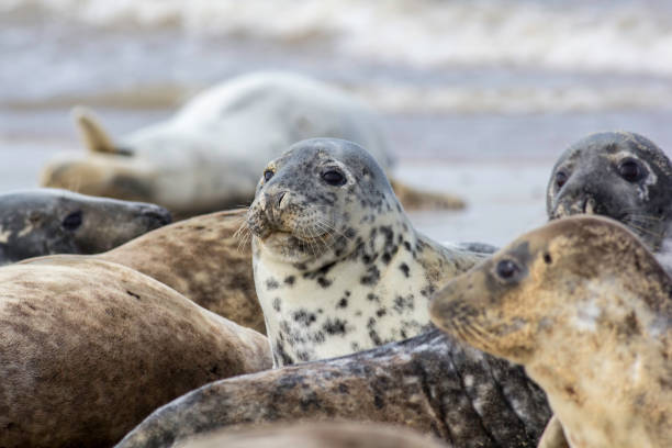 istock Seal in wild grey seal colony 651349154