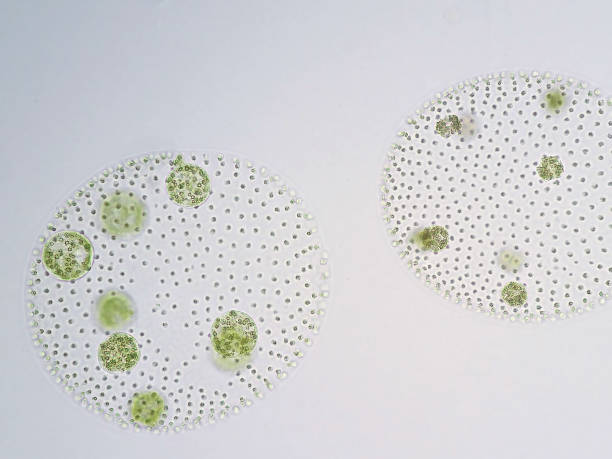 istock Volvox is a polyphyletic genus of chlorophyte green algae or phytoplankton. 651349160