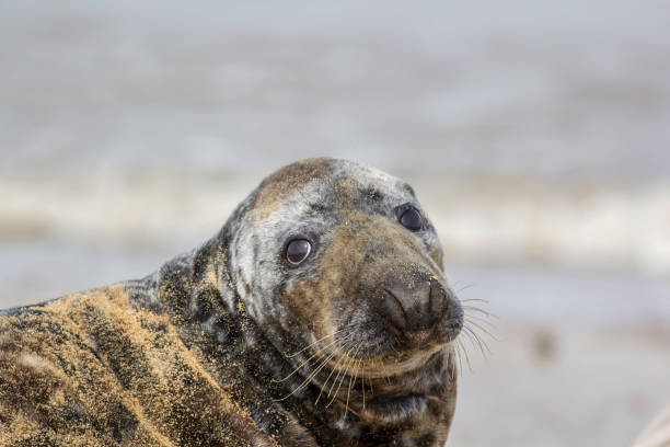 istock Sad looking seal with puppy eyes 651349186
