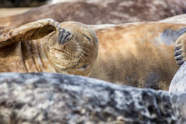 目に砂を扱うをシールします。 - sandcastle beach norfolk sand ストックフォトと画像