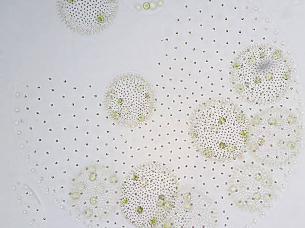 Volvox is a polyphyletic genus of chlorophyte green algae or phytoplankton.