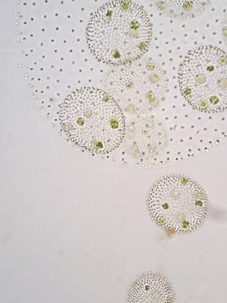 istock Volvox is a polyphyletic genus of chlorophyte green algae or phytoplankton. 651352316