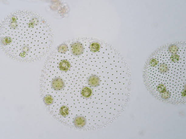 istock Volvox is a polyphyletic genus of chlorophyte green algae or phytoplankton. 651352866