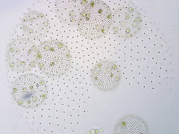 istock Volvox is a polyphyletic genus of chlorophyte green algae or phytoplankton. 651353234