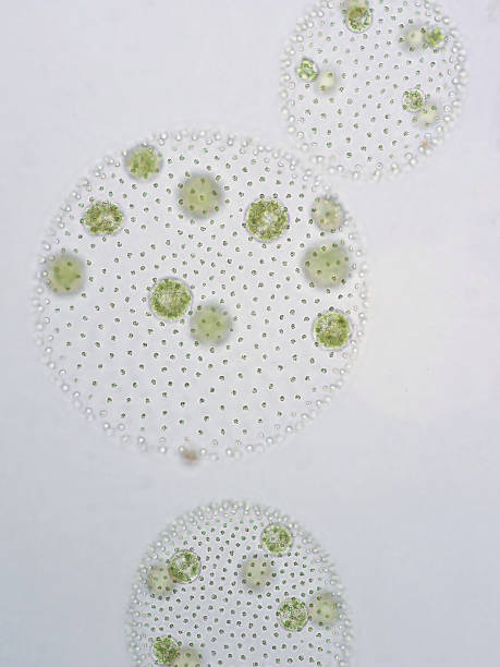 istock Volvox is a polyphyletic genus of chlorophyte green algae or phytoplankton. 651353730
