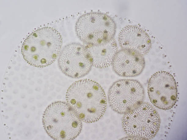 istock Volvox is a polyphyletic genus of chlorophyte green algae or phytoplankton. 651353906