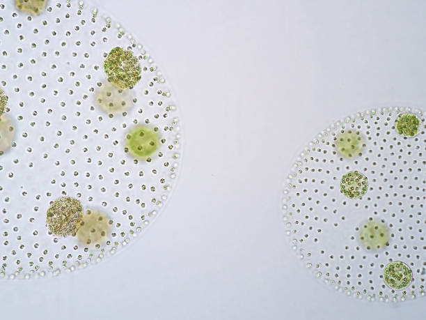 istock Volvox is a polyphyletic genus of chlorophyte green algae or phytoplankton. 651354186