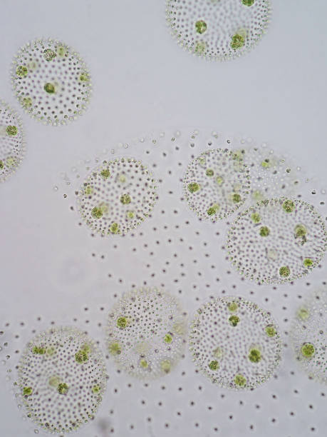 istock Volvox is a polyphyletic genus of chlorophyte green algae or phytoplankton. 651356572