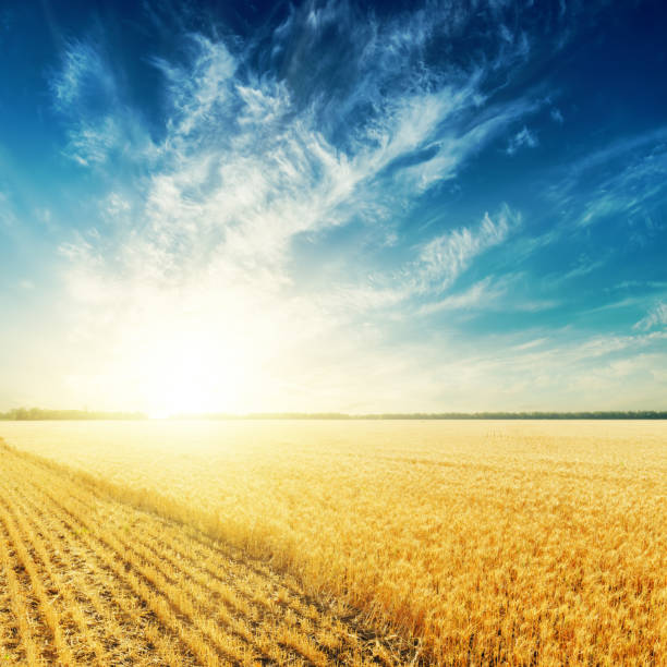 istock golden farming field and sunset over it 651358054