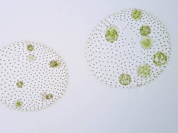 istock Volvox is a polyphyletic genus of chlorophyte green algae or phytoplankton. 651358382