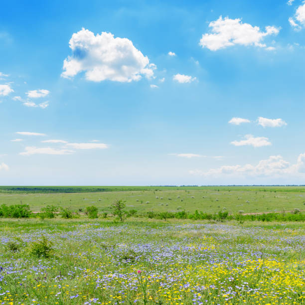 green steppe meadow with flowers and blue sky with clouds