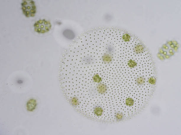 istock Volvox is a polyphyletic genus of chlorophyte green algae or phytoplankton. 651373414