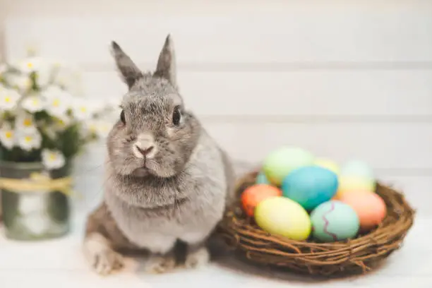 Photo of Bunny by basket of colored Easter eggs