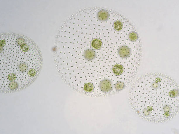 istock Volvox is a polyphyletic genus of chlorophyte green algae or phytoplankton. 651388778