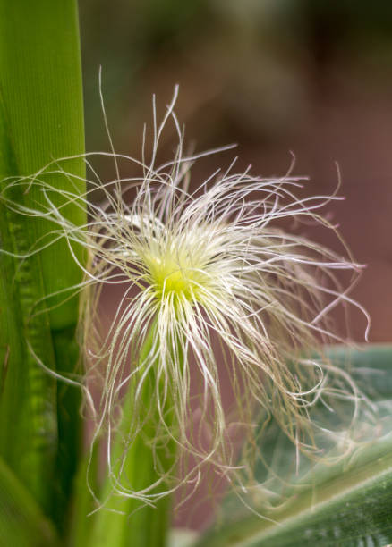 cornsilk fechar jovem espiga de milho - corn fruit vegetable corn on the cob - fotografias e filmes do acervo