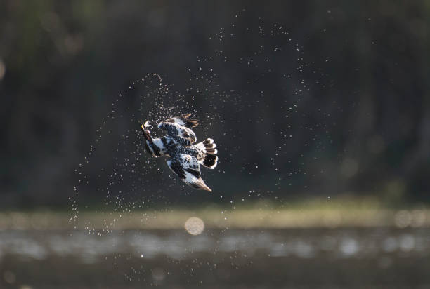 pied eisvogel mit fischen - kruger national park sunrise south africa africa stock-fotos und bilder