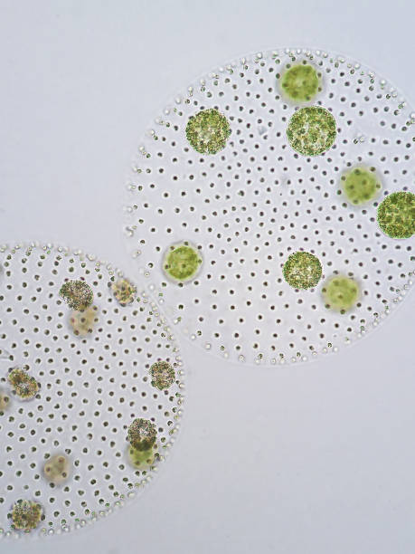 istock Volvox is a polyphyletic genus of chlorophyte green algae or phytoplankton. 651397204