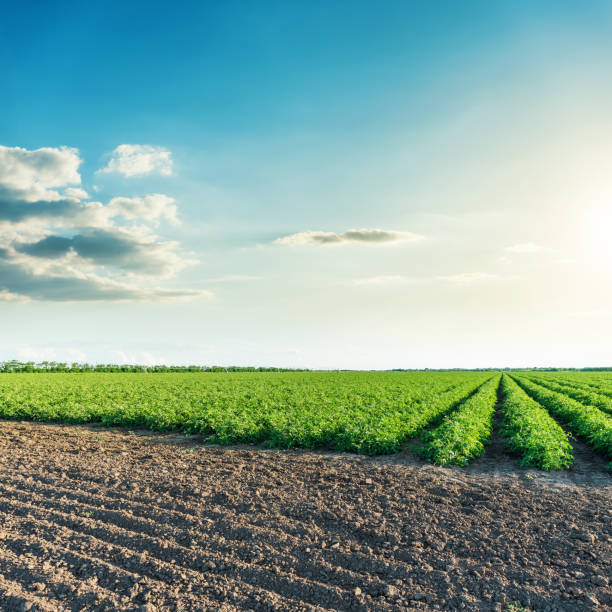 istock deep blue sky in sunset over agriculture fields 651397960