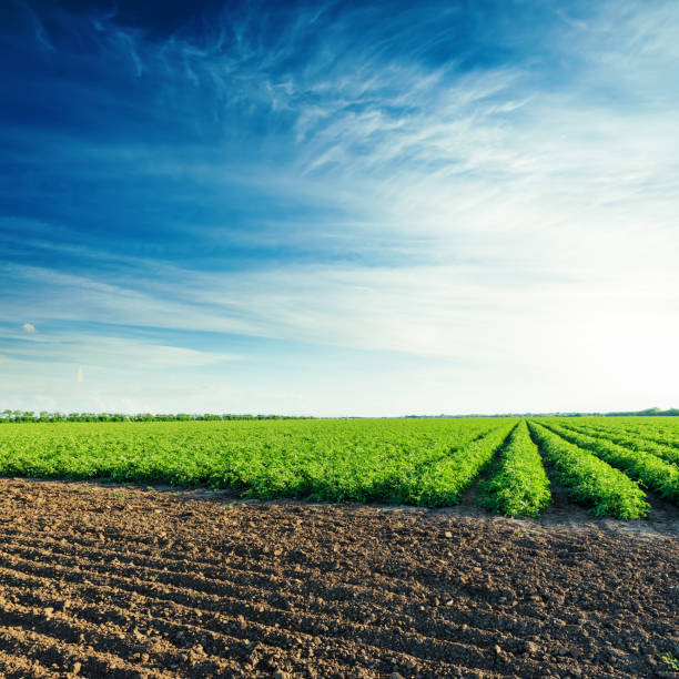 istock green and black agriculture fields with tomatoes in sunset 651401624