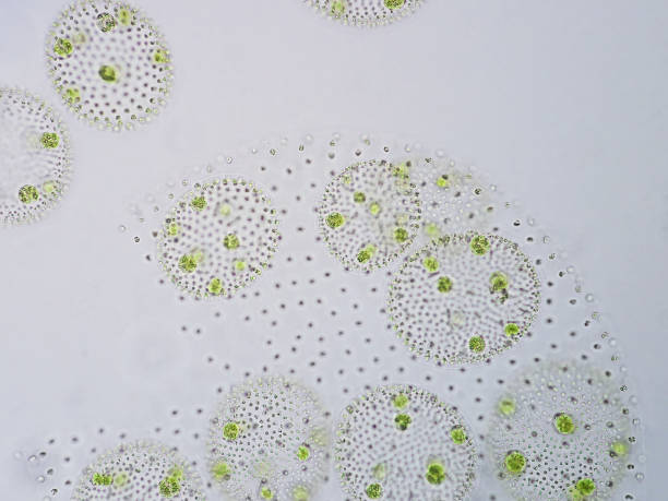 istock Volvox is a polyphyletic genus of chlorophyte green algae or phytoplankton. 651412944