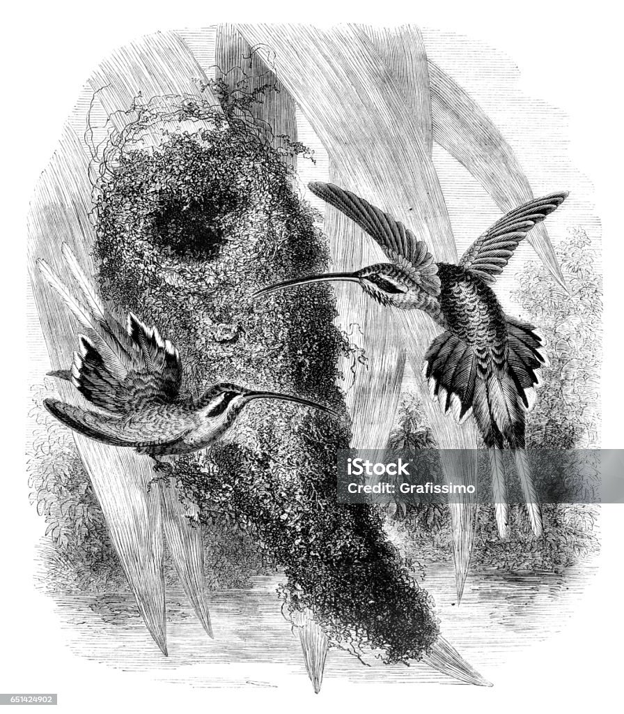 Hummingbird couple with nest in forest illustration 1868 Steel engraving hummingbird couple with nest 1868 19th Century Style stock illustration