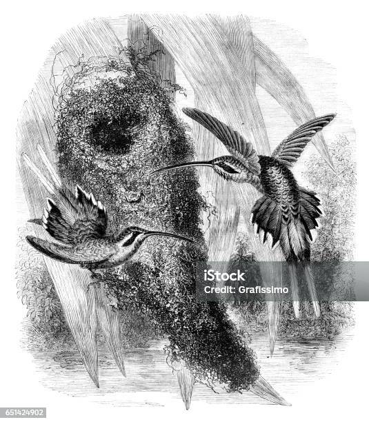 Hummingbird Couple With Nest In Forest Illustration 1868 Stock Illustration - Download Image Now