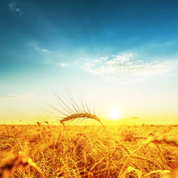 istock sunset over golden field with harvest 651437220