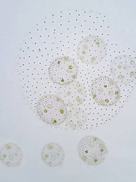 istock Volvox is a polyphyletic genus of chlorophyte green algae or phytoplankton. 651441132