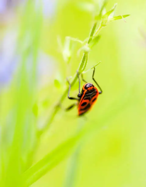 Photo of Firebug on the green stalk.
