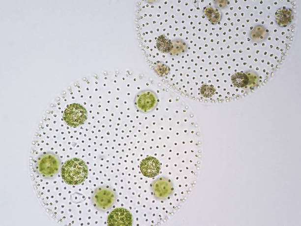 istock Volvox is a polyphyletic genus of chlorophyte green algae or phytoplankton. 651445850