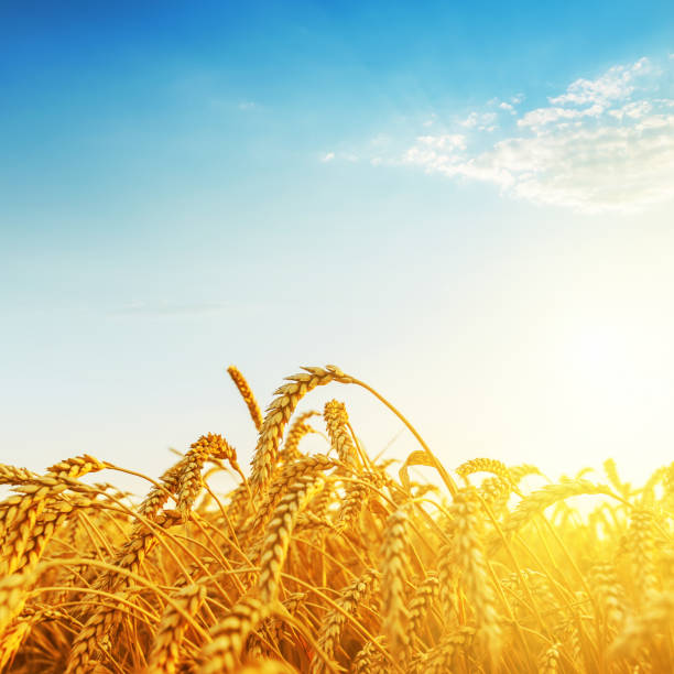 istock golden wheat in sunset and blue sky 651446482