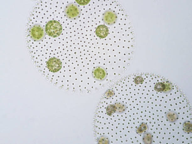 istock Volvox is a polyphyletic genus of chlorophyte green algae or phytoplankton. 651448250